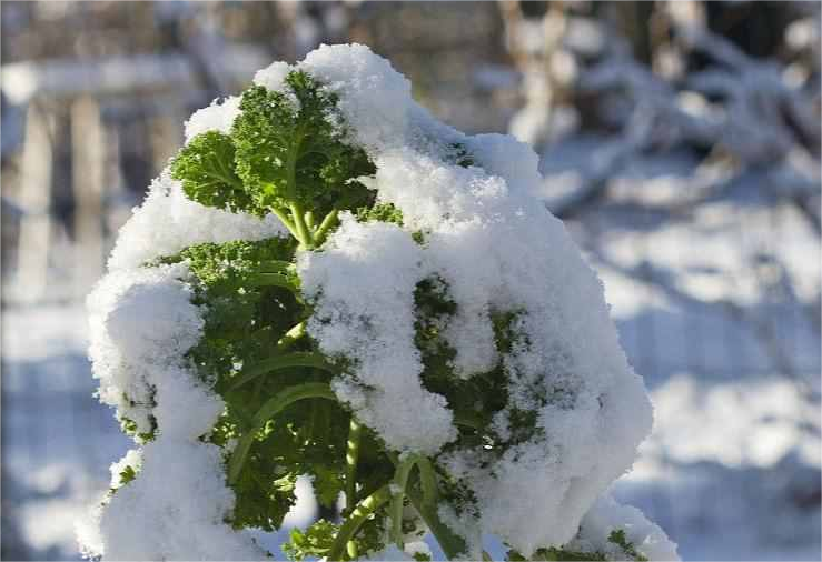 尚干閩菜課堂十四期｜大雪時節(jié)冬漸濃，何不來道雪里紅？